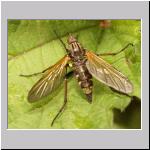 Empis sp - Tanzfliege 03a 13mm.jpg